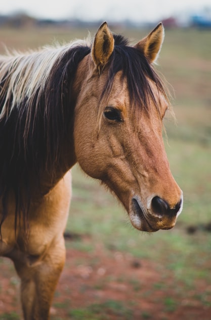 The Spiritual Connection with Horses
